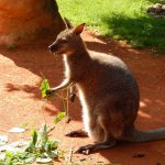 バイナリーオプションのカンガルーを考察してみた！