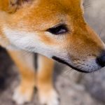 柴犬推しの仮想通貨【Dogecoin】、将来性を徹底解明！